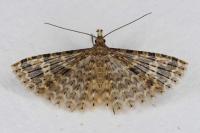 Alucita hexadactyla