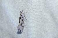 Ypsolopha sequella