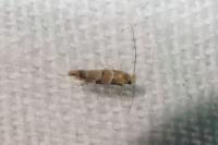 Phyllonorycter