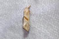 Cochylimorpha erlebachi