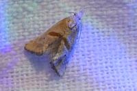 Cochylimorpha erlebachi