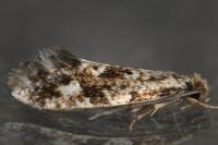 Nemapogon cloacellus