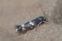Elachista consortella
