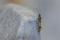 Cosmopterix orichalcea