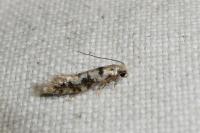 Infurcitinea albicomella