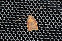 Carcina quercana
