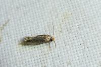 Glaucolepis melanoptera