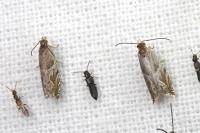 Ancylis comptana