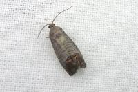 Cydia pomonella