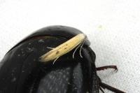 Epidola stigma