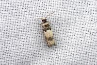 Epinotia thapsiana