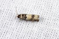 Epinotia thapsiana