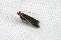 Lecithocera nigrana
