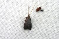 Lecithocera nigrana