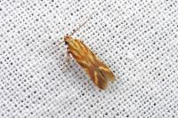 Metzneria aprilella