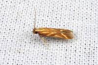 Metzneria aprilella