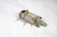 Parahypopta caestrum