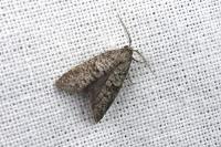 Penestoglossa dardoinella