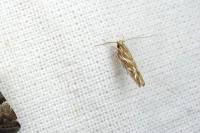 Pyroderces argyrogrammos