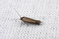 Scythris
