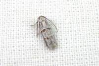 Symmocoides oxybiella