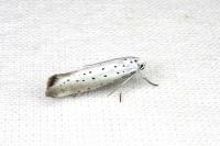 Yponomeuta rorrella