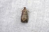 Cydia pomonella