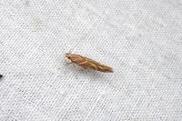 Pyroderces argyrogrammos