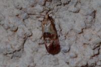 Neocochylis millierana