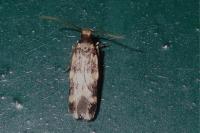 Oegoconia