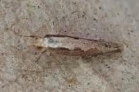 Plutella xylostella