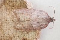 Acleris sparsana