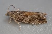 Epinotia nisella