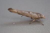 Zelleria oleastrella