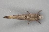 Zelleria oleastrella