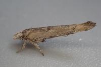 Zelleria oleastrella