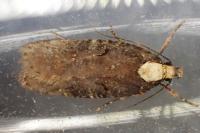 Agonopterix liturosa