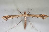 Amblyptilia acanthadactyla