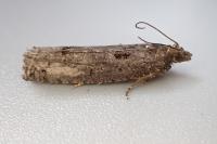 Epinotia maculana