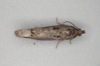 Epinotia maculana