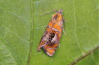 Olethreutes arcuella