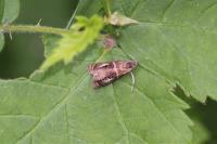 Olethreutes arcuella