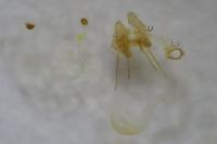 Apotomis betuletana