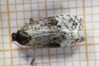 Apotomis betuletana