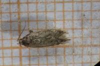 Bryotropha senectella