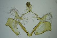 Coleophora lassella