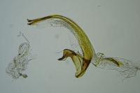 Coleophora lassella