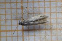 Coleophora lassella