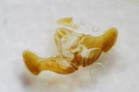 Eucosma cana
