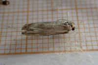 Eucosma cana